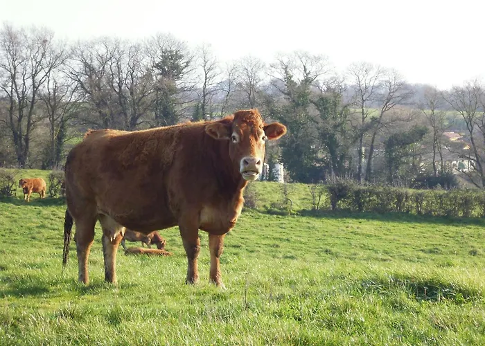 La Peraie - Le Chene Vakantiehuis *